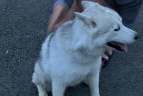 Fundmeldung Hund  Weiblich Sprimont Belgien