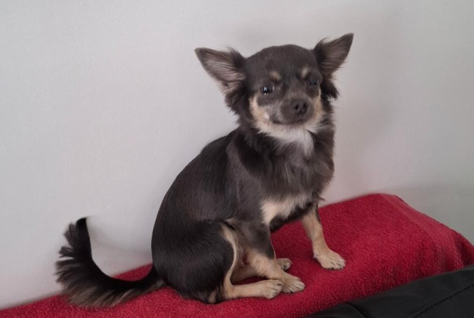 Vermisstmeldung Hund  Weiblich , 1 jahre Manage Belgien