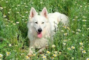 Vermisstmeldung Hund  Weiblich , 7 jahre Pérols Frankreich