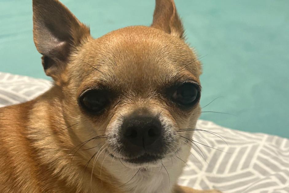 Disappearance alert Dog  Male , 10 years Dour Belgium