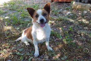 Discovery alert Dog miscegenation  Male Bélaye France