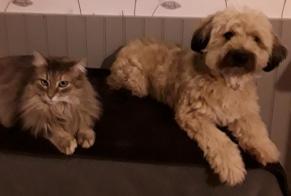 Alerte Disparition Chien croisement  Mâle , 8 ans Comines-Warneton Belgique