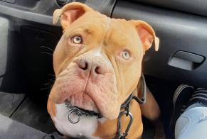 Alerte Disparition Chien croisement  Mâle , 4 ans Marchin Belgique