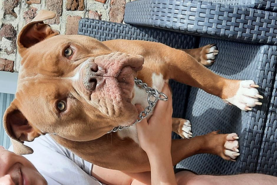 Alerte Disparition Chien croisement  Mâle , 4 ans Marchin Belgique