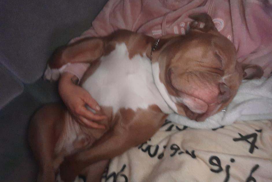 Alerte Disparition Chien croisement  Mâle , 4 ans Marchin Belgique