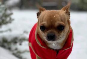 Alerte Disparition Chien  Mâle , 10 ans Dour Belgique