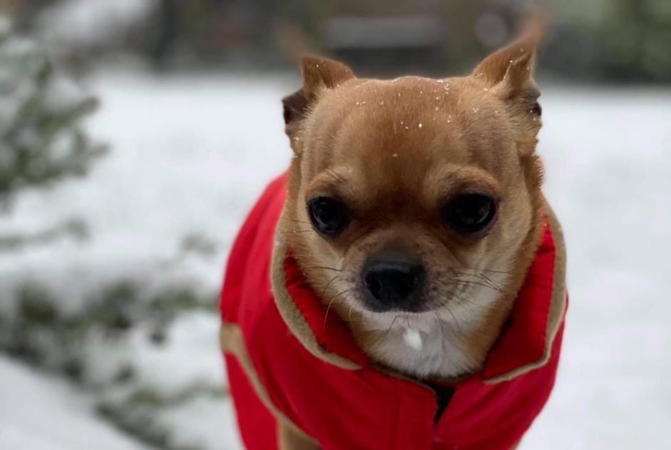 Alerte Disparition Chien  Mâle , 10 ans Dour Belgique