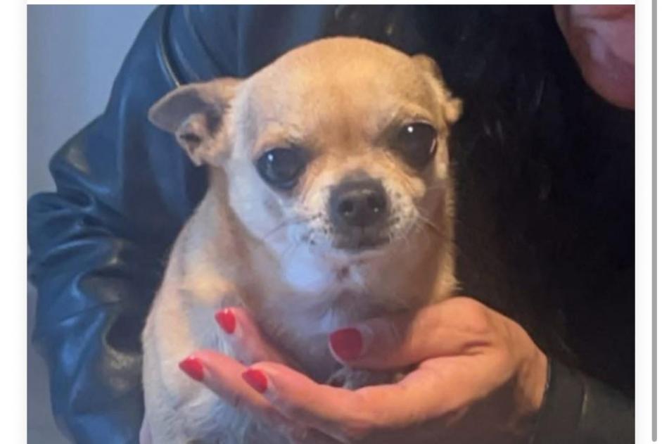 Alerte Disparition Chien  Mâle , 10 ans Dour Belgique