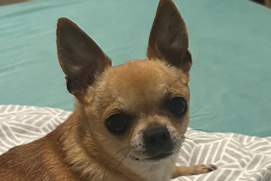 Alerte Disparition Chien  Mâle , 10 ans Dour Belgique