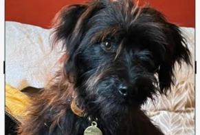 Alerte Disparition Chien  Mâle , 1 ans Beaumont Belgique