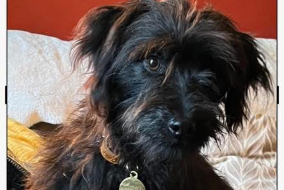 Alerte Disparition Chien  Mâle , 1 ans Beaumont Belgique