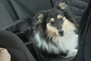 Alerte Disparition Chien  Femelle , 1 ans Écaussinnes Belgique