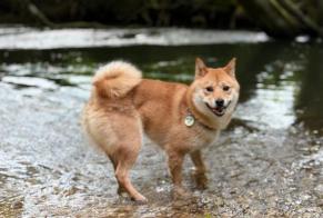 Alerte Disparition Chien  Mâle , 3 ans Ixelles Belgique