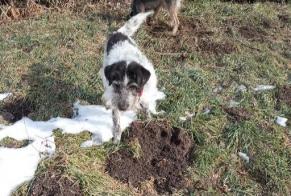 Alerte Disparition Chien croisement  Femelle , 10 ans Val-des-Prés France