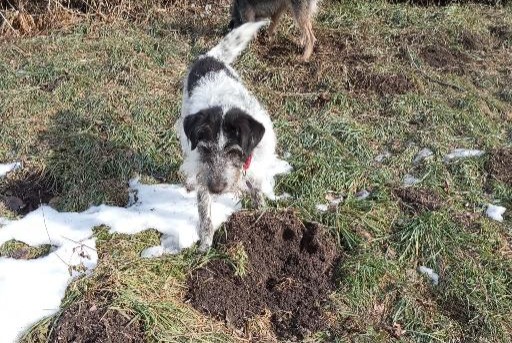 Alerte Disparition Chien croisement  Femelle , 10 ans Val-des-Prés France