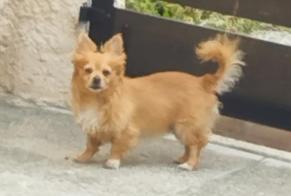 Alerte Disparition Chien  Mâle , 7 ans Salles-Courbatiès France
