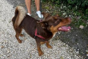 Alerte Découverte Chien Mâle Civray France
