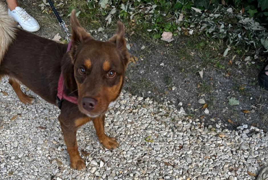 Alerte Découverte Chien Mâle Civray France