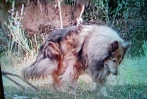 Alerte Disparition Chien  Femelle , 12 ans Eccica-Suarella France