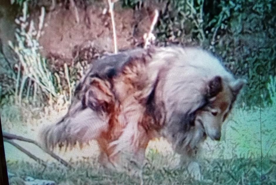 Alerte Disparition Chien  Femelle , 12 ans Eccica-Suarella France