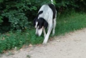 Alerte Découverte Chien Mâle Aiguilhe France