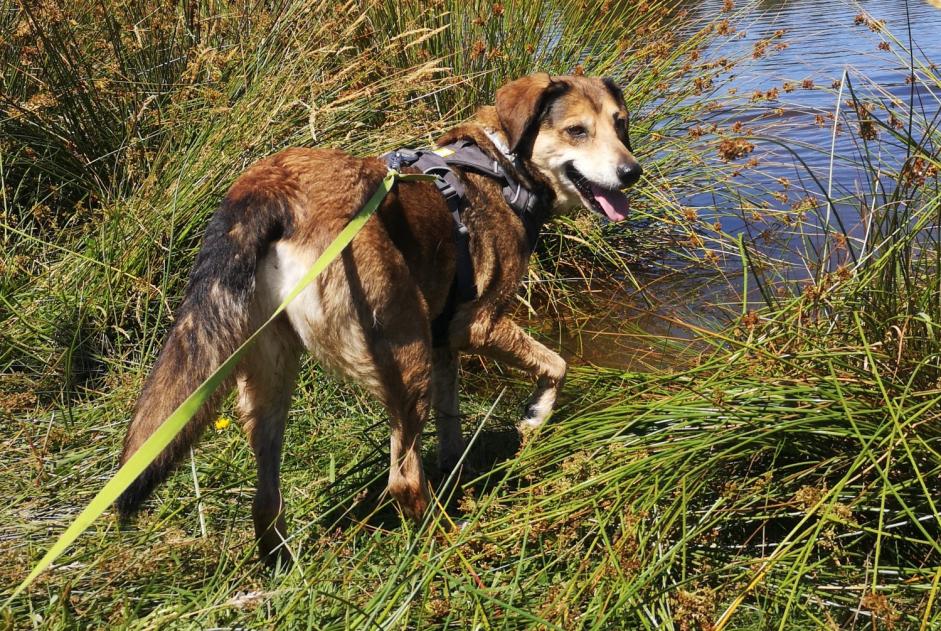 Alerte Disparition Chien croisement  Femelle , 13 ans Dompierre-les-Églises France