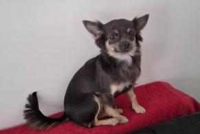 Alerte Disparition Chien  Femelle , 1 ans Manage Belgique