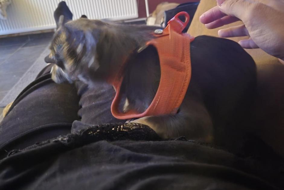 Alerte Disparition Chien  Femelle , 1 ans Manage Belgique