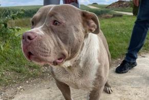 Avviso Ritrovamento Cane  Femmina Awans Belgio