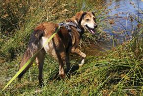 Avviso scomparsa Cane incrocio di razze  Femmina , 13 anni Dompierre-les-Églises Francia