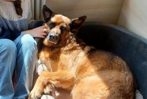 Avviso scomparsa Cane  Maschio , 5 anni Verrières Francia