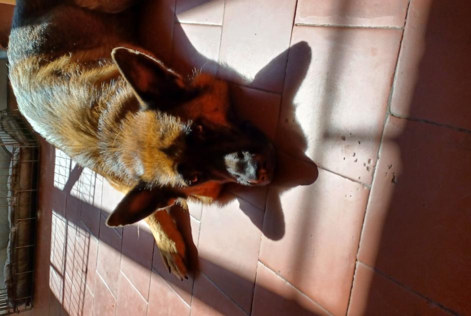 Avviso scomparsa Cane  Maschio , 5 anni Verrières Francia