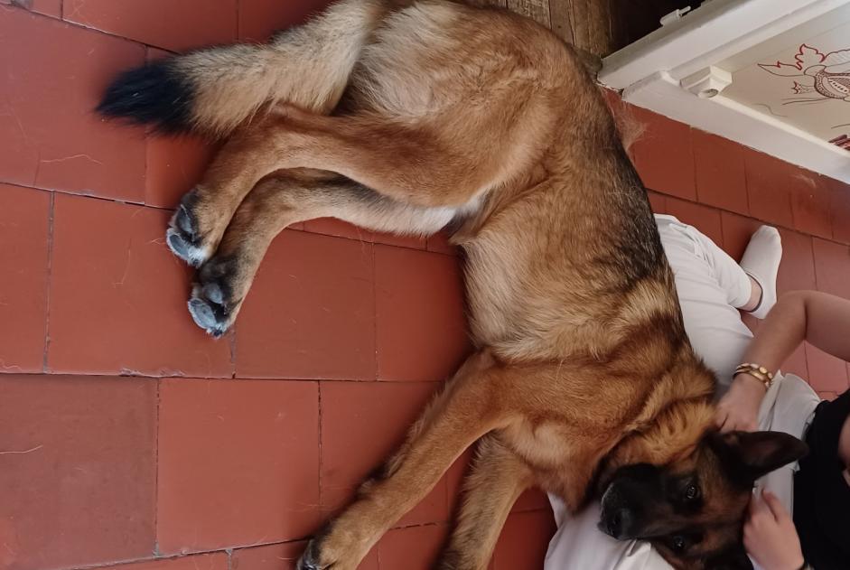 Avviso scomparsa Cane  Maschio , 5 anni Verrières Francia