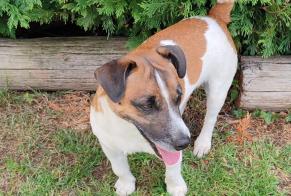 Avviso Ritrovamento Cane  Non conosciuta Mézidon Vallée d'Auge Francia
