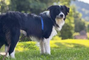 Avviso scomparsa Cane  Femmina , 1 anni Couchey Francia
