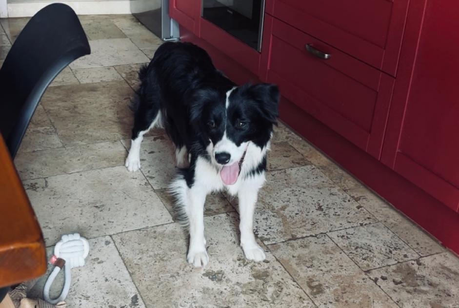 Avviso scomparsa Cane  Femmina , 1 anni Couchey Francia