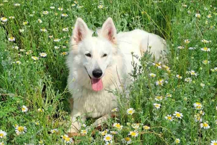 Avviso scomparsa Cane  Femmina , 7 anni Pérols Francia