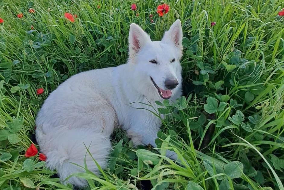 Avviso scomparsa Cane  Femmina , 7 anni Pérols Francia