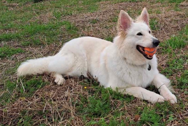 Avviso scomparsa Cane  Femmina , 7 anni Pérols Francia