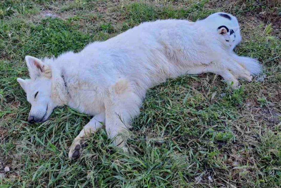Avviso scomparsa Cane  Femmina , 7 anni Pérols Francia