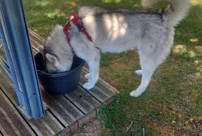 Alerta descoberta Cão  Fêmea Ajain France
