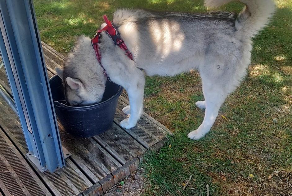 Alerta descoberta Cão  Fêmea Ajain France