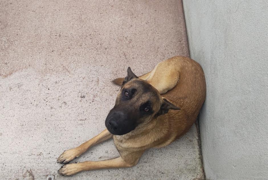 Fundmeldung Hund  Männliche , 2 Jahre Le Vésinet Frankreich