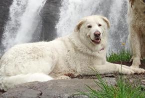 Vermisstmeldung Hund  Weiblich , 6 jahre Ayent Schweiz