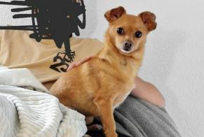 Vermisstmeldung Hund  Männliche , 8 jahre Bulle Schweiz