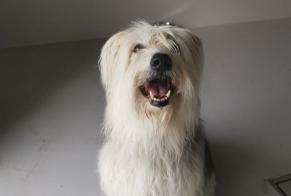 Fundmeldung Hund  Weiblich Crans-Montana Schweiz