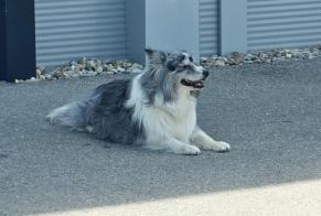 Fundmeldung Hund Unbekannt Anet Schweiz