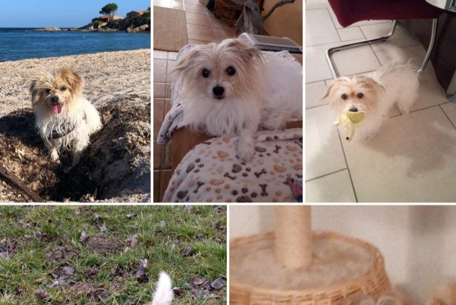 Vermisstmeldung Hund rassenmischung  Weiblich , 13 jahre Misery-Courtion Schweiz