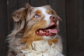 Fundmeldung Hund  Unbekannt Saint-Livres Schweiz