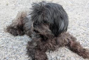 Fundmeldung Hund rassenmischung  Männliche Gibloux Schweiz